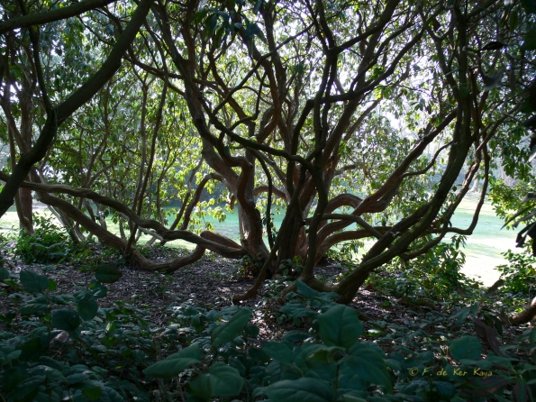 Bois des Moutiers (2) mars 2012